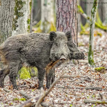 דירה Lipics Part *