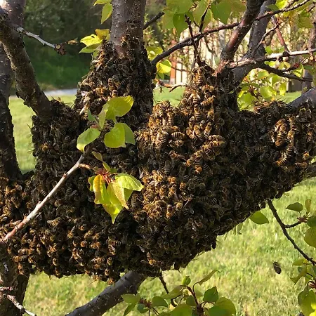 Lipics Part Appartement *