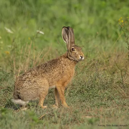 Lipics Part Appartement *