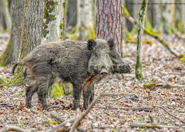 דירה Lipics Part *