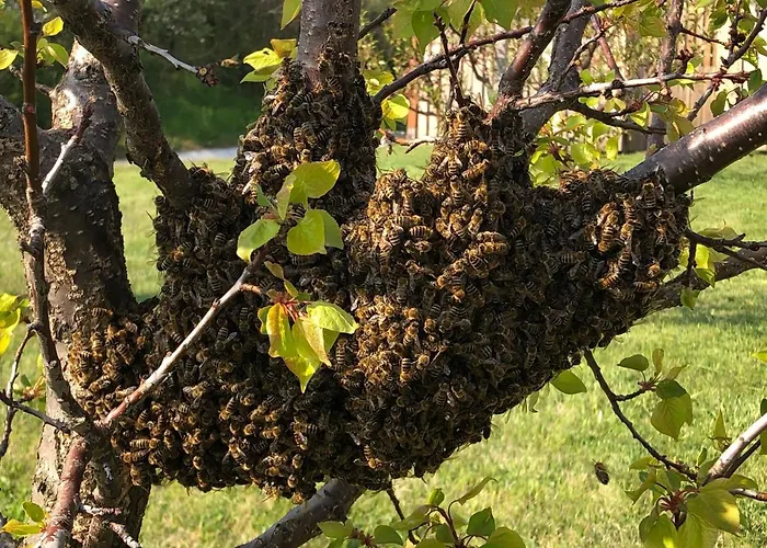 Lipics Part דירה *