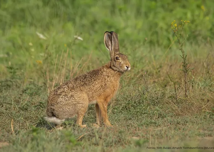 Lipics Part דירה *